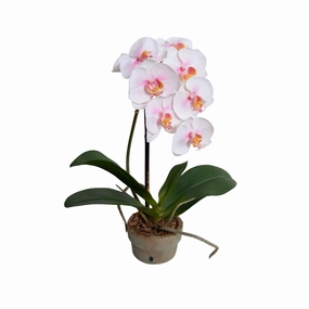 16" Faux Phalaenopsis Orchid x1 in Terracotta home display ornament