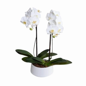 28" Faux Phalaenopsis Orchids in White Ceramic Bowl home display ornament