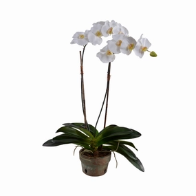30" Faux White Phalaenopsis Orchid x2 in Terracotta home display ornament