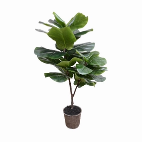 50" Faux Fiddle Leaf Fig Tree home display ornament