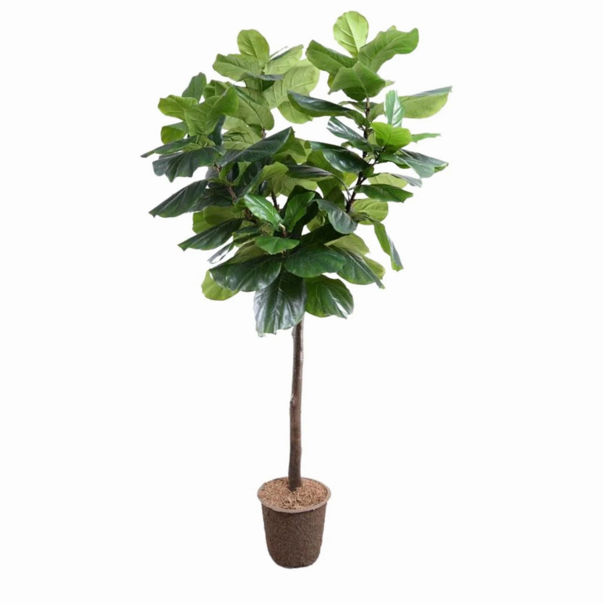 7.5' Faux Fiddle Leaf Fig Tree home display ornament