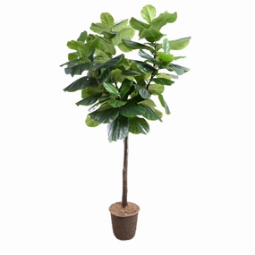 7.5' Faux Fiddle Leaf Fig Tree home display ornament