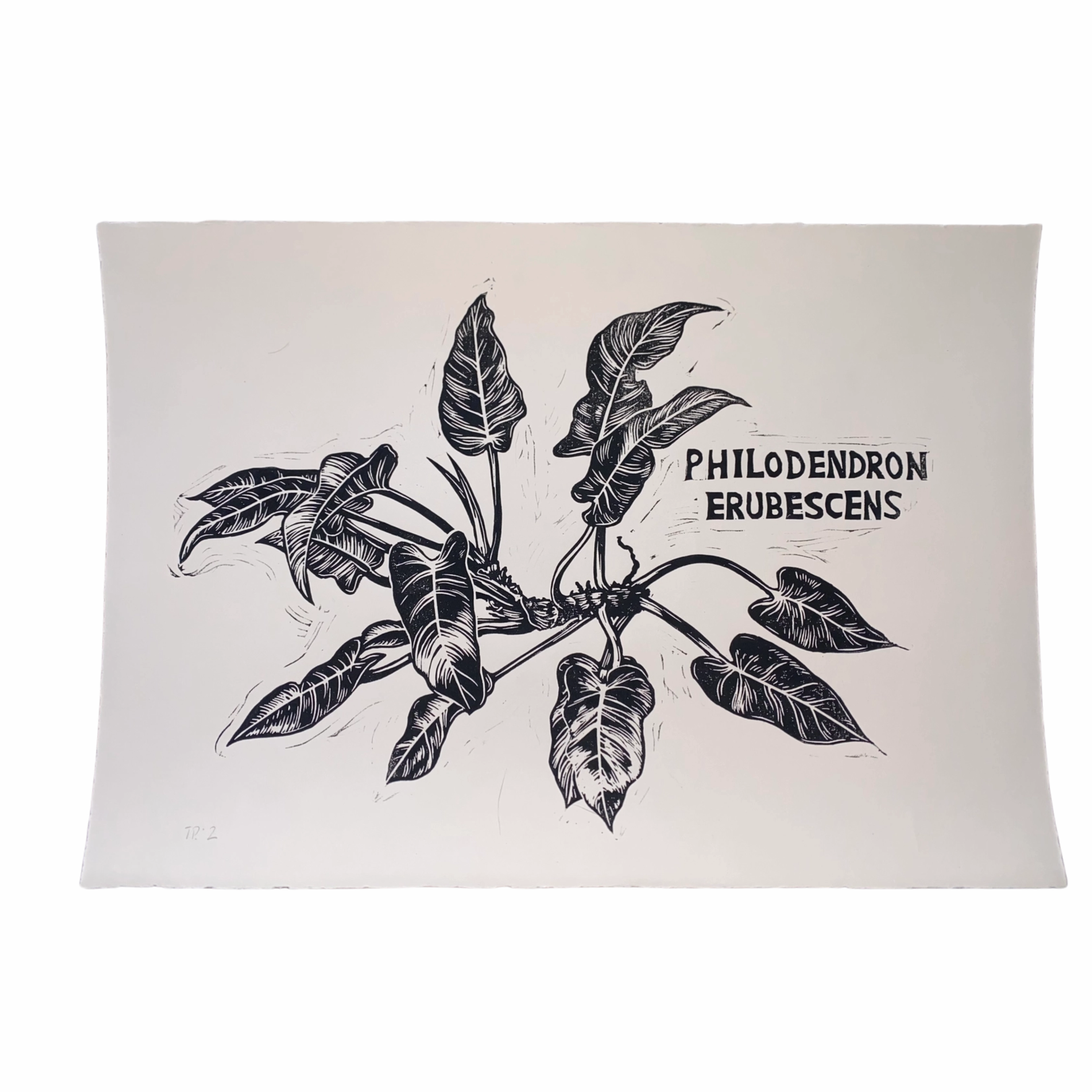 "Philodendron Erubescens" Original Linocut Print framed wall decor