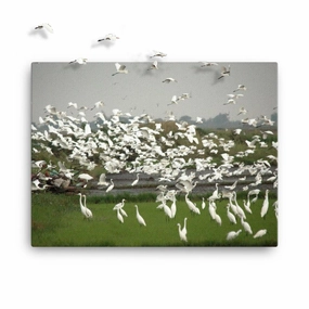 a flock of egrets - canvas canvas mural art