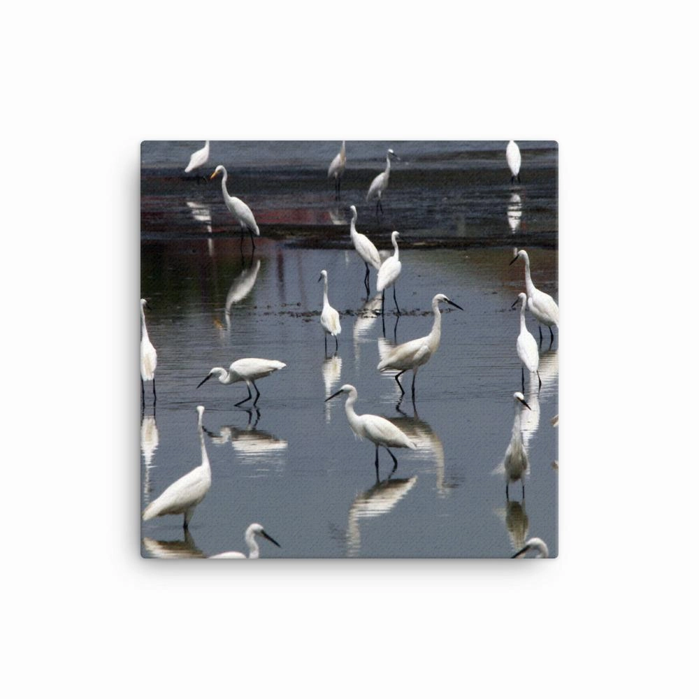 A flock of little egrets - canvas