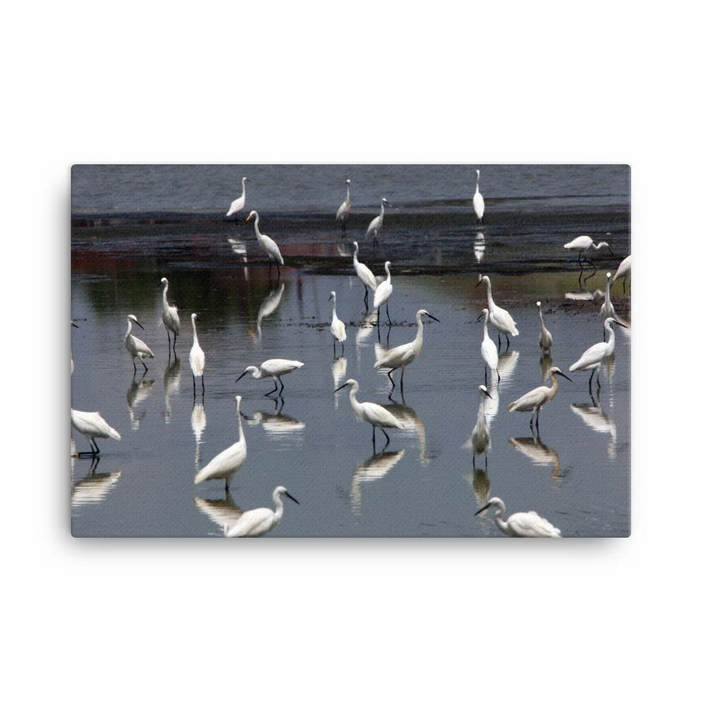 A flock of little egrets - canvas