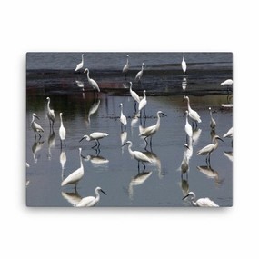 A flock of little egrets - canvas canvas mural art