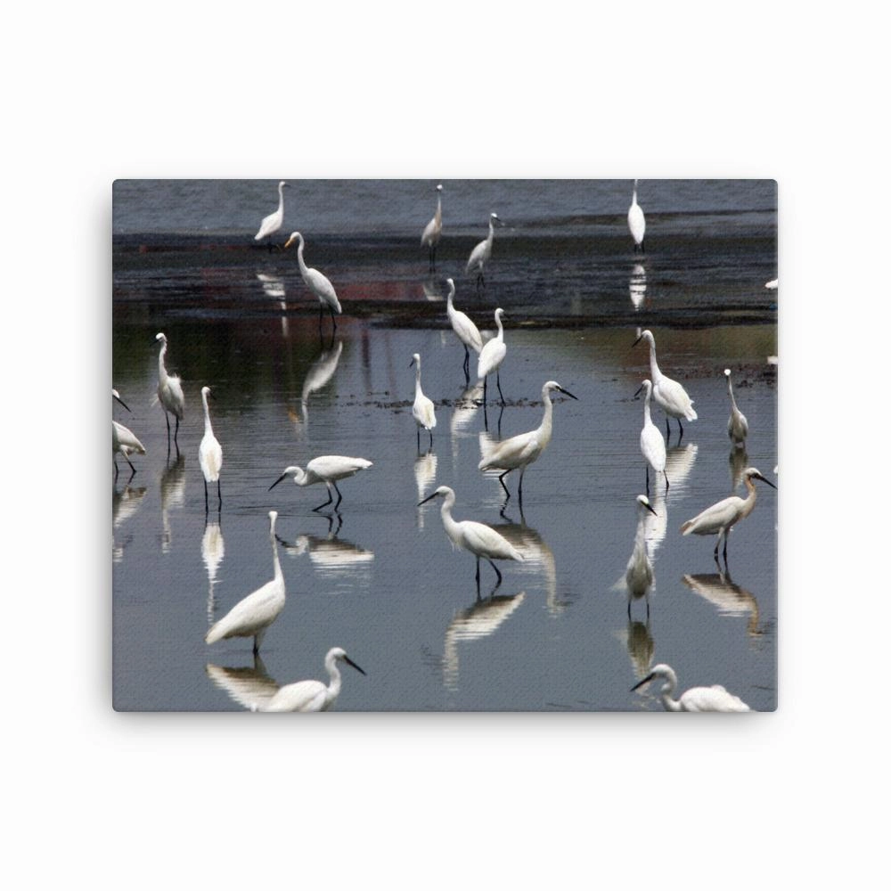 A flock of little egrets - canvas