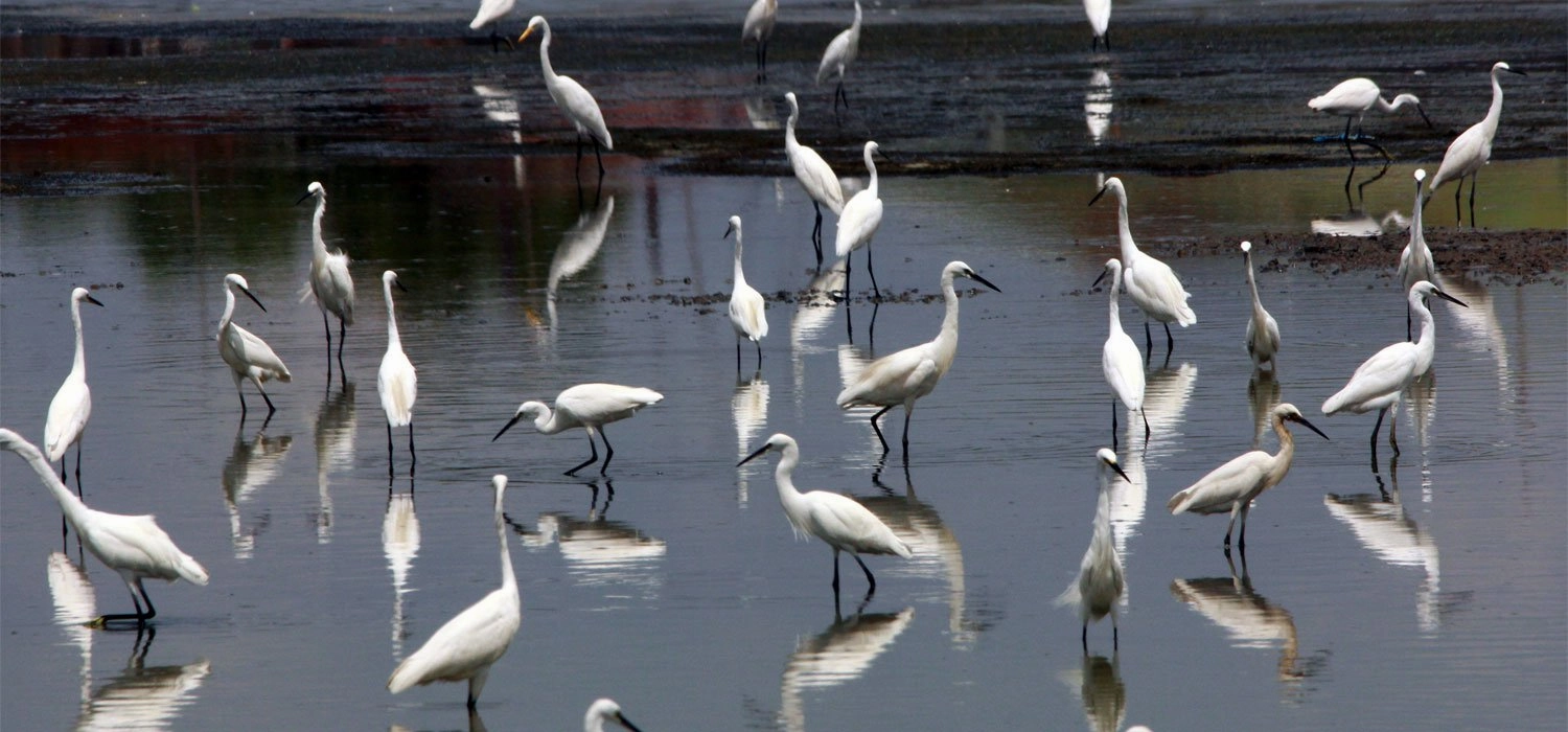 A flock of little egrets - canvas