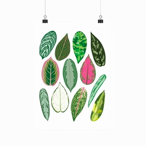 Aglaonema Species - Botanical Houseplant Art Print framed wall decor