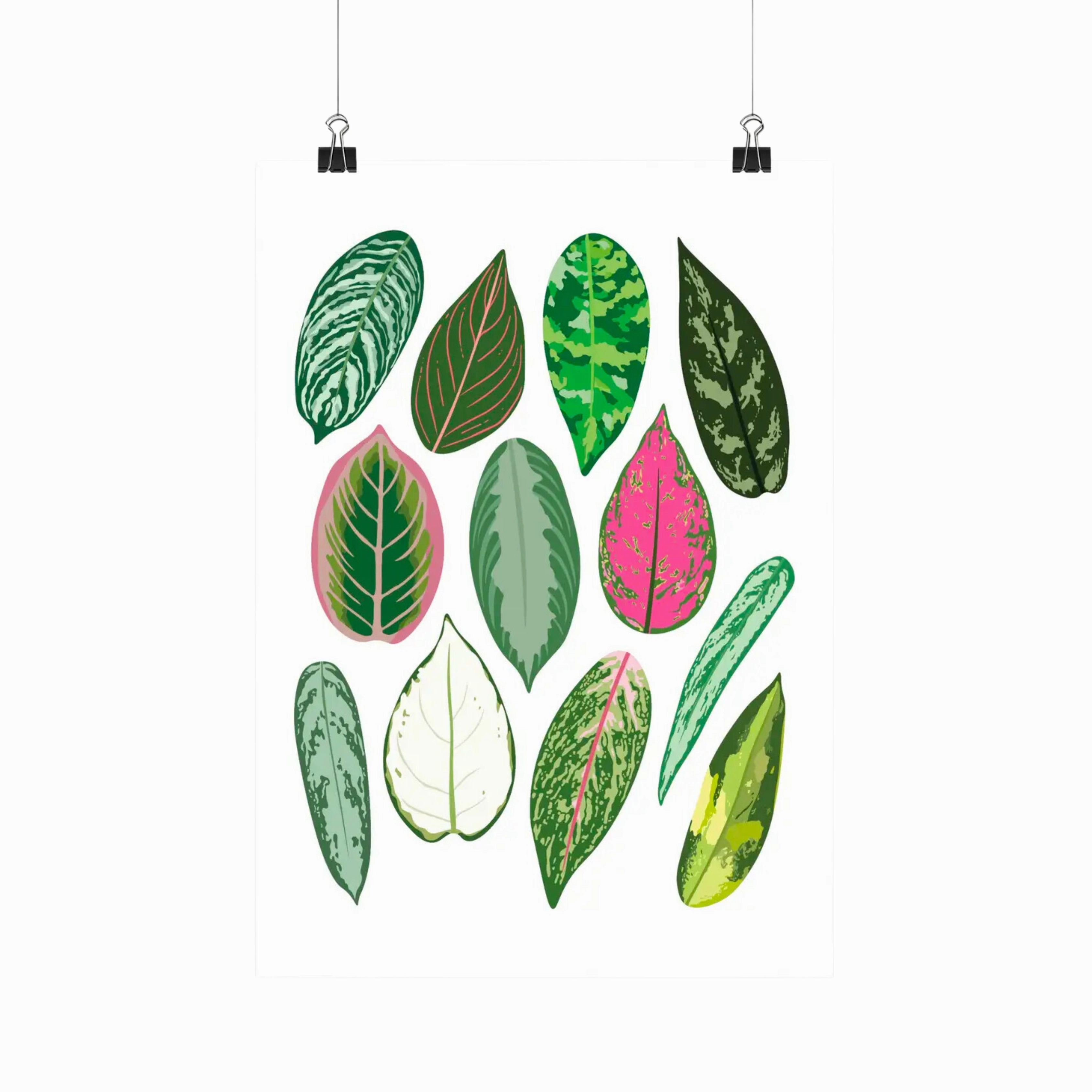 Aglaonema Species - Botanical Houseplant Art Print framed wall decor