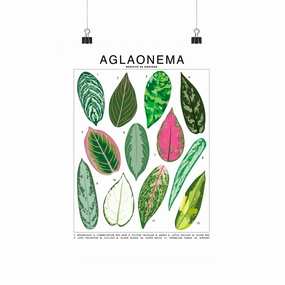 Aglaonema Species Id Chart - Botanical Houseplant Art Print framed wall decor