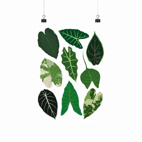 Alocasia Species - Botanical Houseplant Art Print framed wall decor