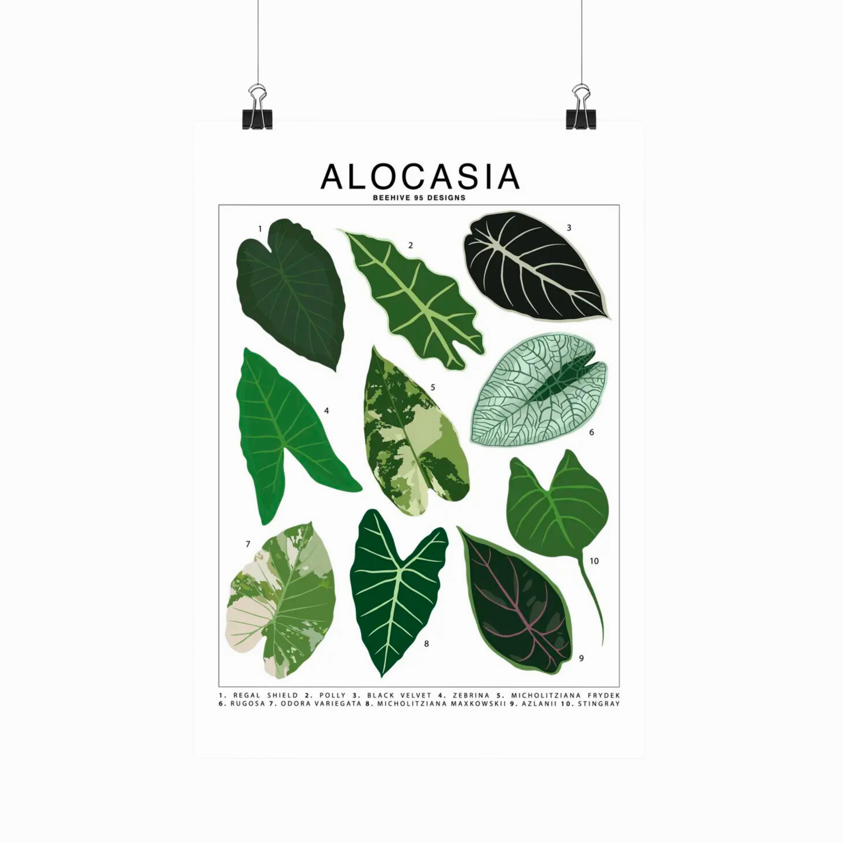 Alocasia Species Id Chart - Botanical Houseplant Art Print framed wall decor