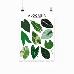 Alocasia Species Id Chart - Botanical Houseplant Art Print framed wall decor