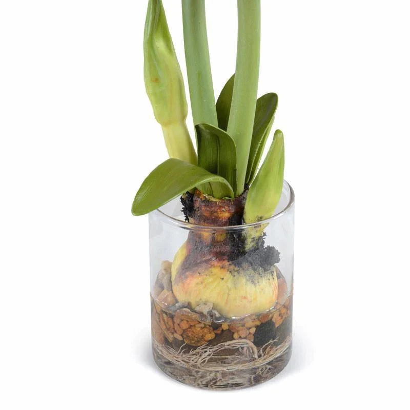 Amaryllis Plant Arrangement with Red Flowers