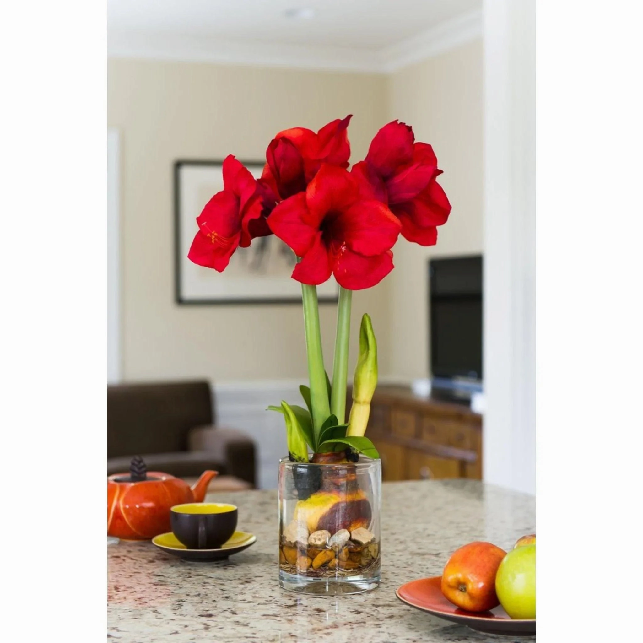 Amaryllis Plant Arrangement with Red Flowers