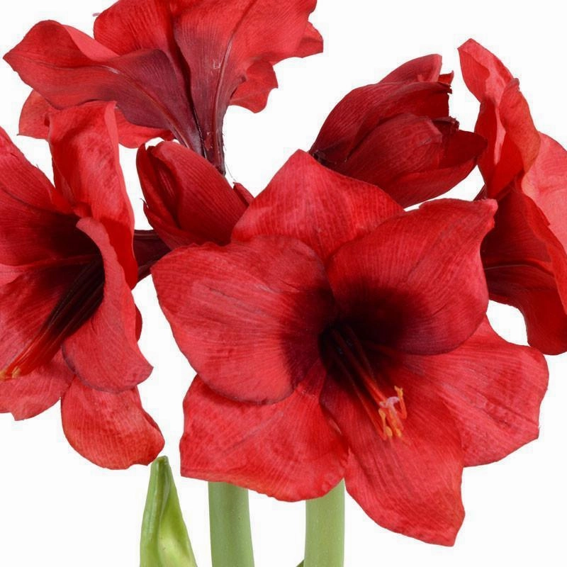Amaryllis Plant Arrangement with Red Flowers
