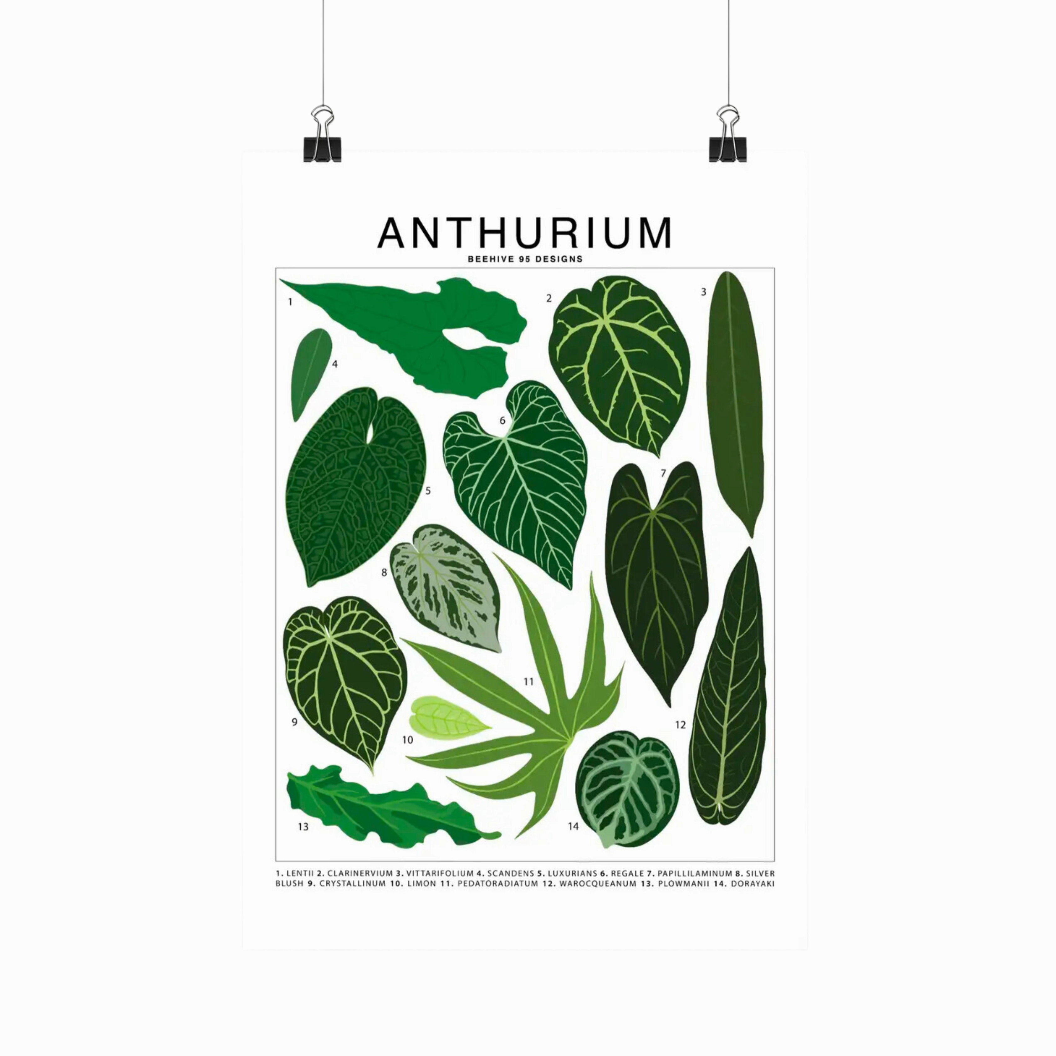 Anthurium Species Id Chart - Botanical Houseplant Art Print framed wall decor