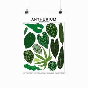 Anthurium Species Id Chart - Botanical Houseplant Art Print framed wall decor