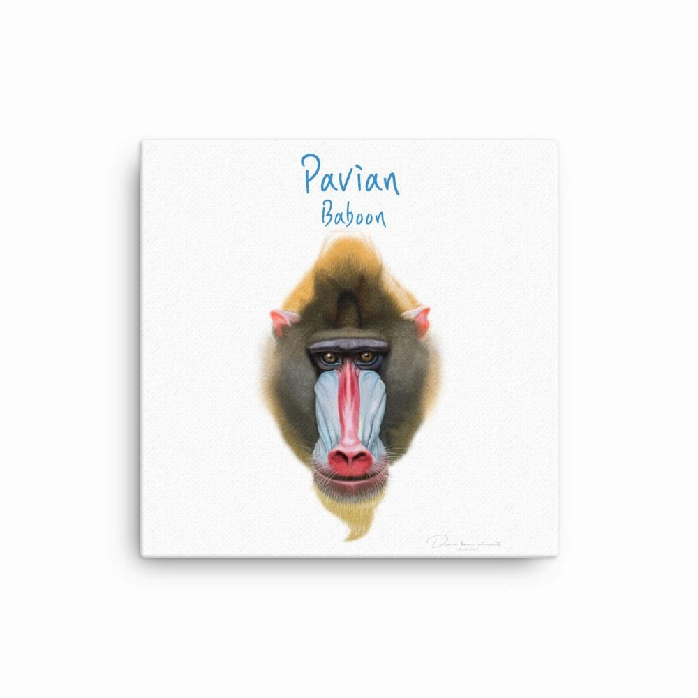 Baboon - canvas