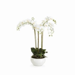 Barclay Butera White Phalaenopsis Floral Arrangement in Ceramic Bowl home display ornament
