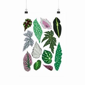 Begonia Species - Botanical Houseplant Art Print framed wall decor