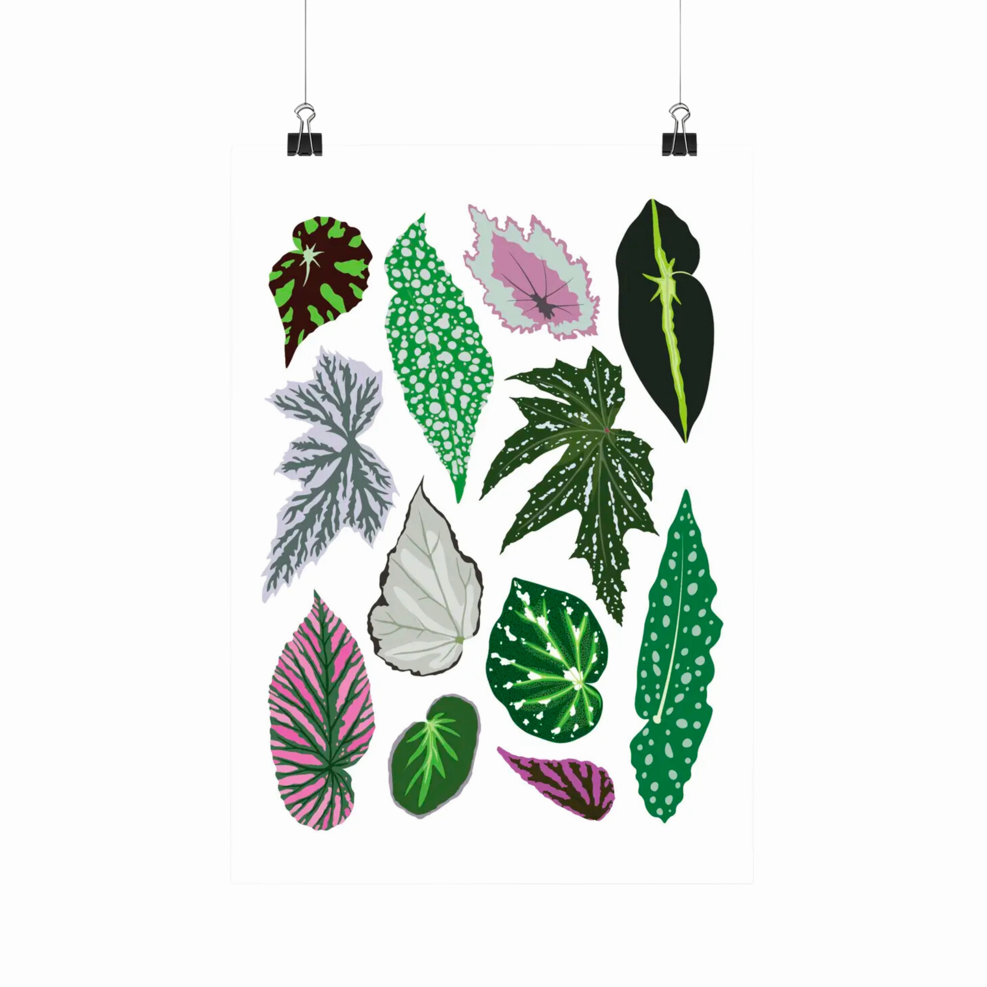 Begonia Species - Botanical Houseplant Art Print framed wall decor