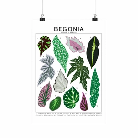 Begonia Species Id Chart - Botanical Houseplant Art Print framed wall decor