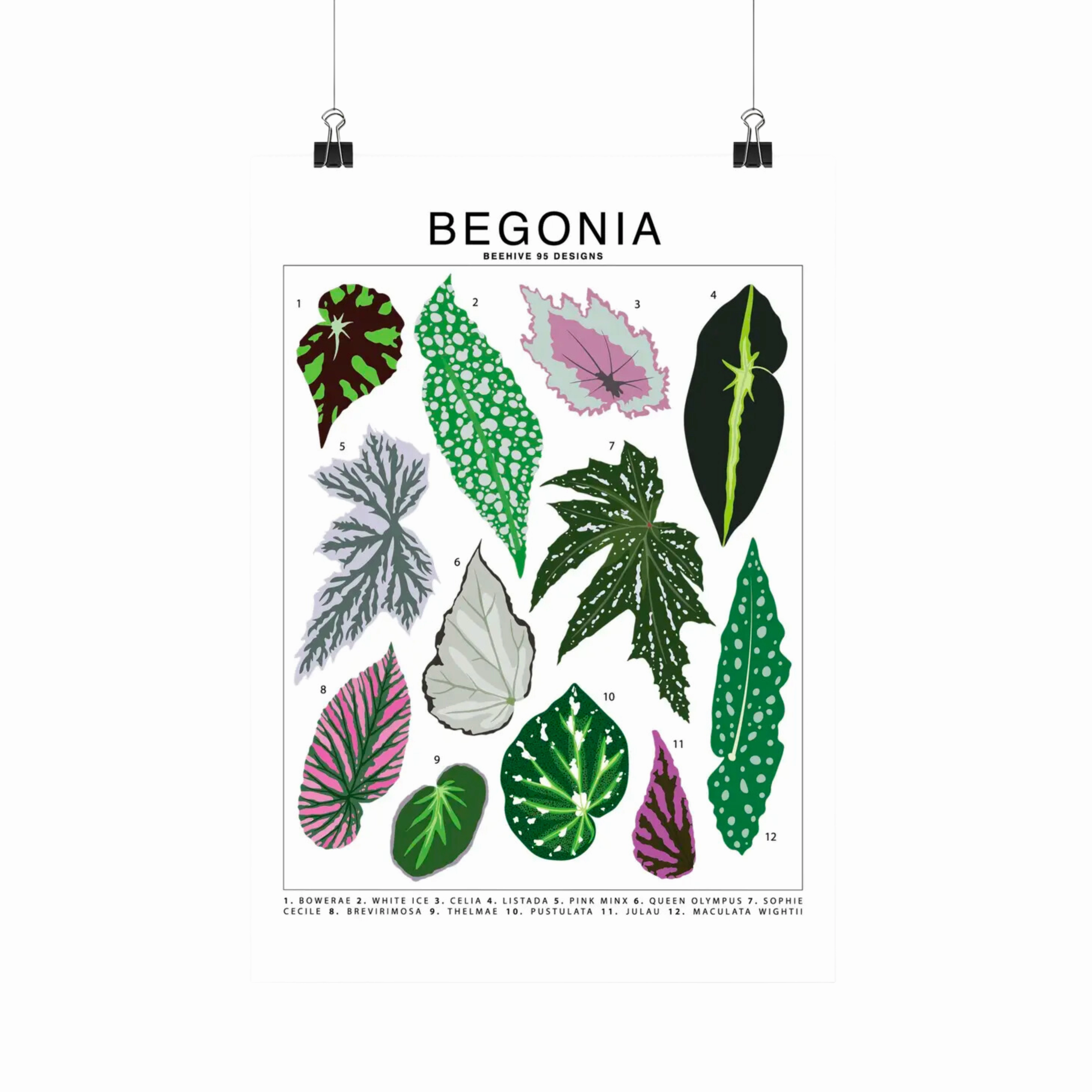 Begonia Species Id Chart - Botanical Houseplant Art Print framed wall decor