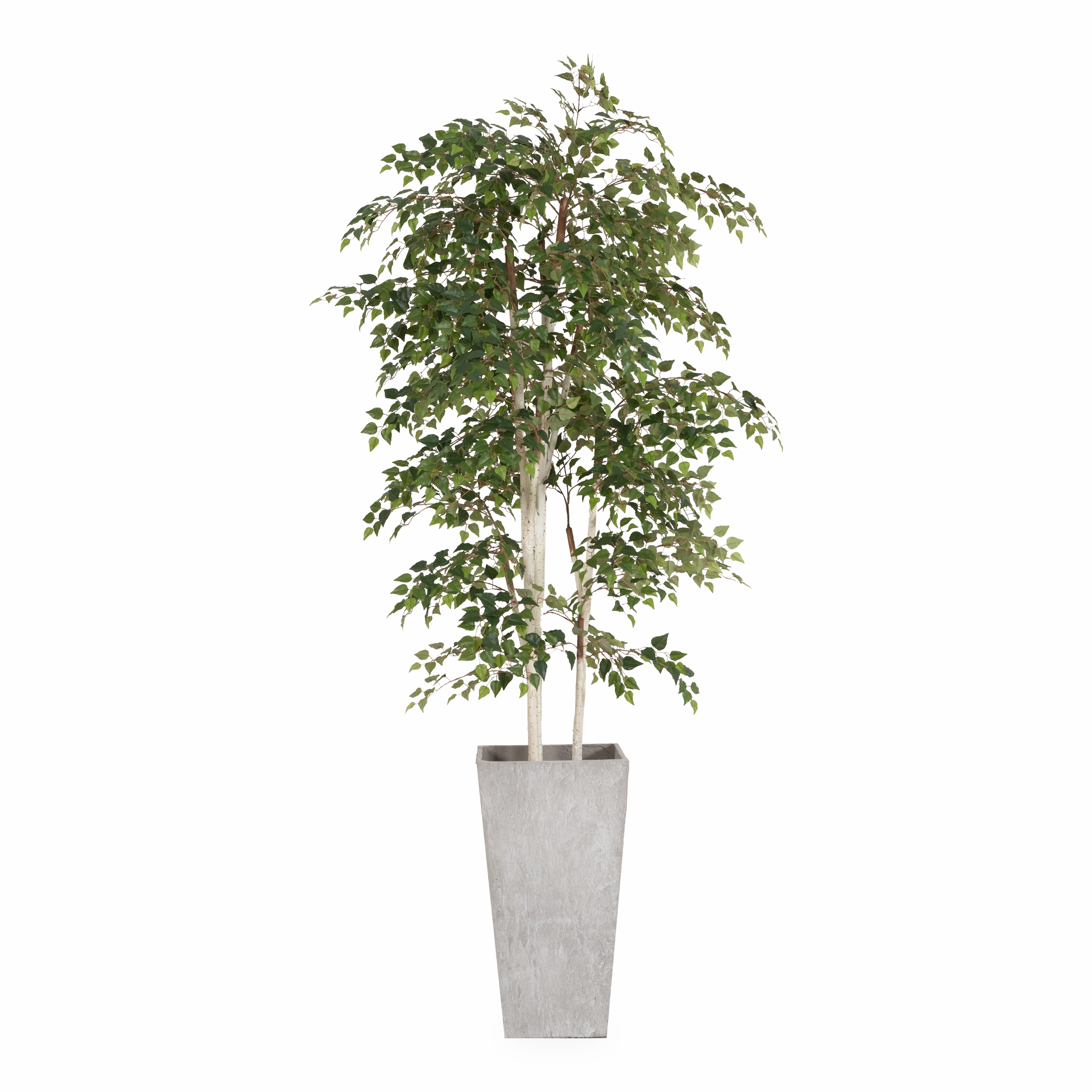 Birch Tree In Fiber Cement Planter elegant wall decor