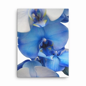 Blue Orchid - Leinwand canvas mural art