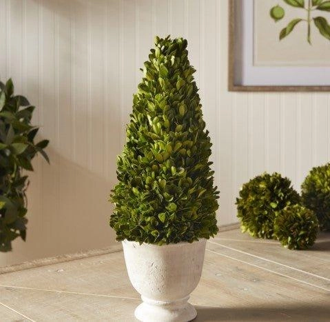 Boxwood Cone Topiary in Pot