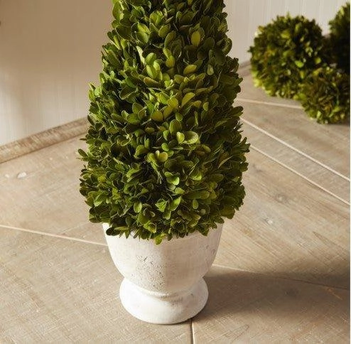 Boxwood Cone Topiary in Pot