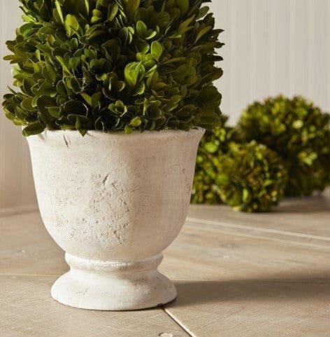 Boxwood Cone Topiary in Pot