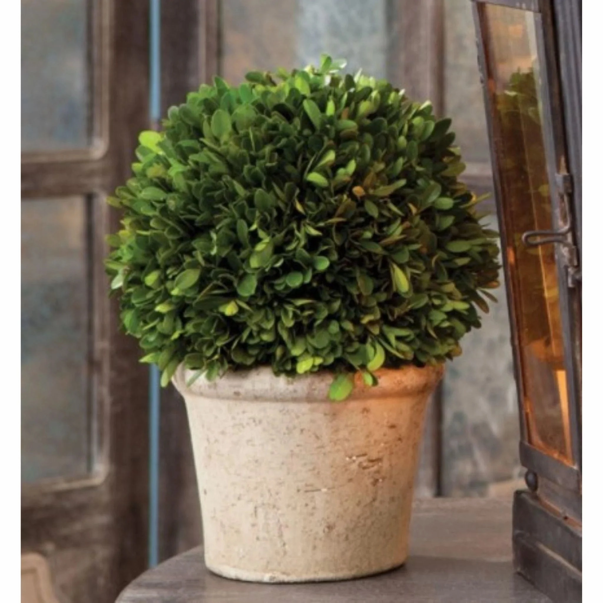 Boxwood Topiary Ball in a Pot