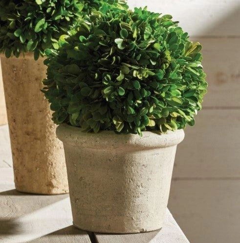 Boxwood Topiary Ball in a Pot