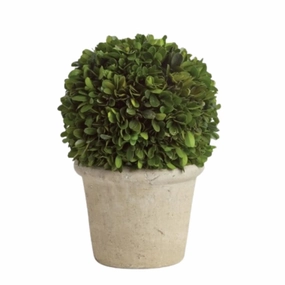 Boxwood Topiary Ball in a Pot home display ornament