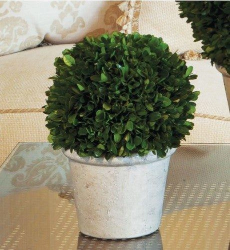 Boxwood Topiary Ball in a Pot