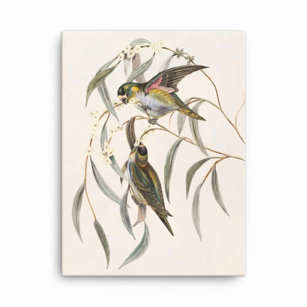Budgie - canvas canvas mural art