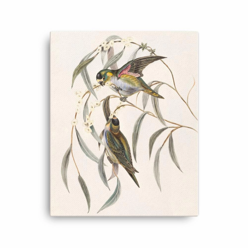 Budgie - canvas