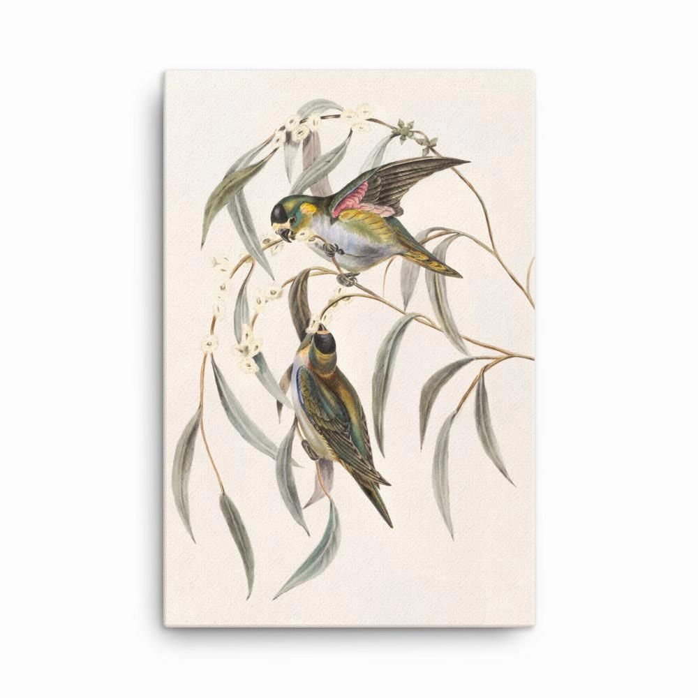 Budgie - canvas