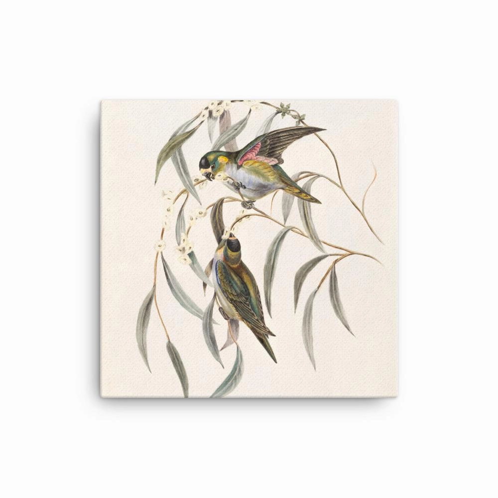 Budgie - canvas