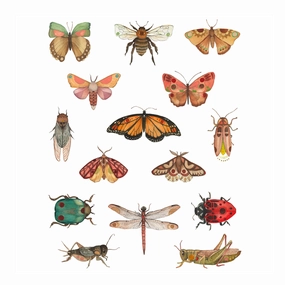 Bug Collection - Art Print framed wall decor