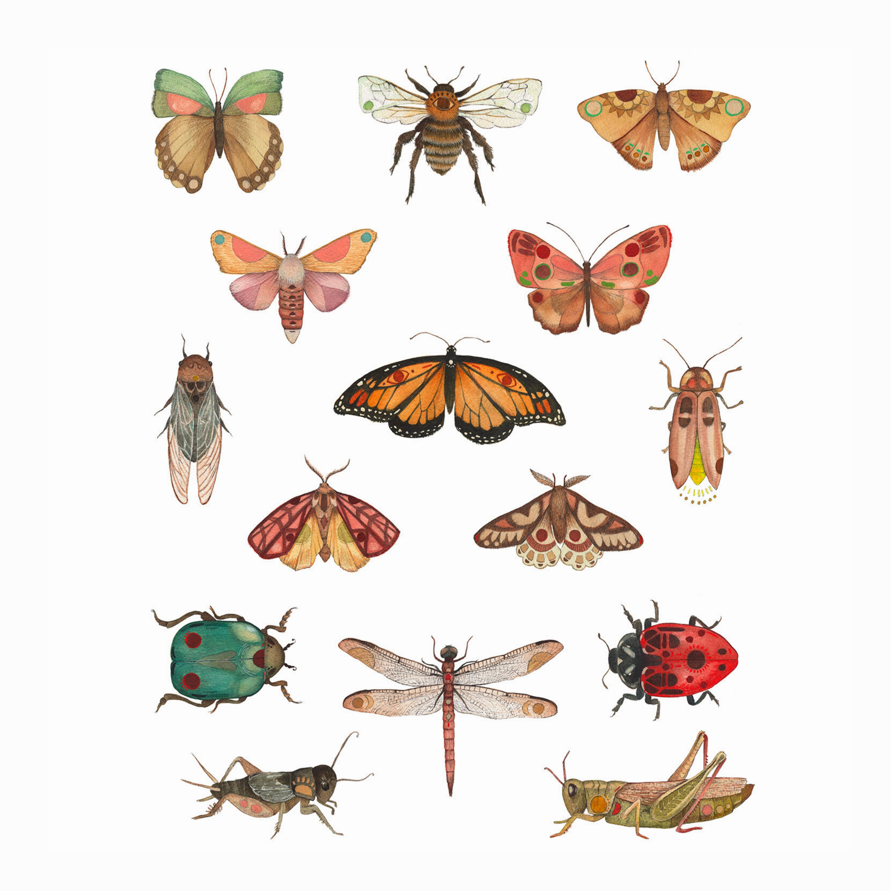 Bug Collection - Art Print framed wall decor