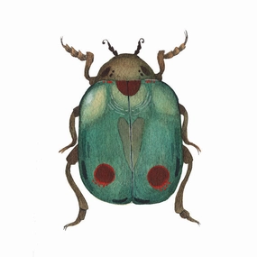 Bug Collection: Beetle - Art Print framed wall decor