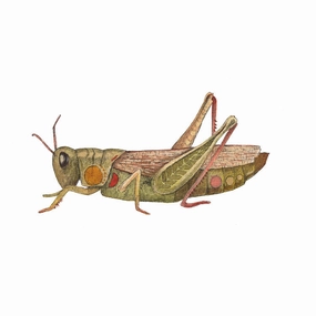 Bug Collection: Grasshopper - Art Print framed wall decor