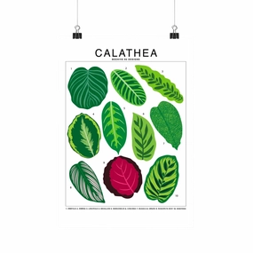 Calathea Species Id Chart - Botanical Houseplant Art Print framed wall decor