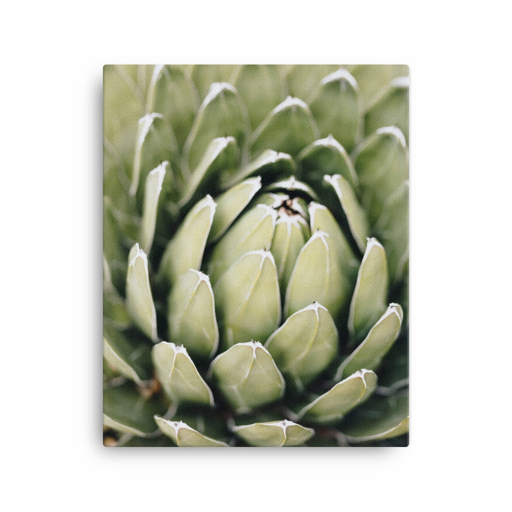 Canvas - Cactus Flower II