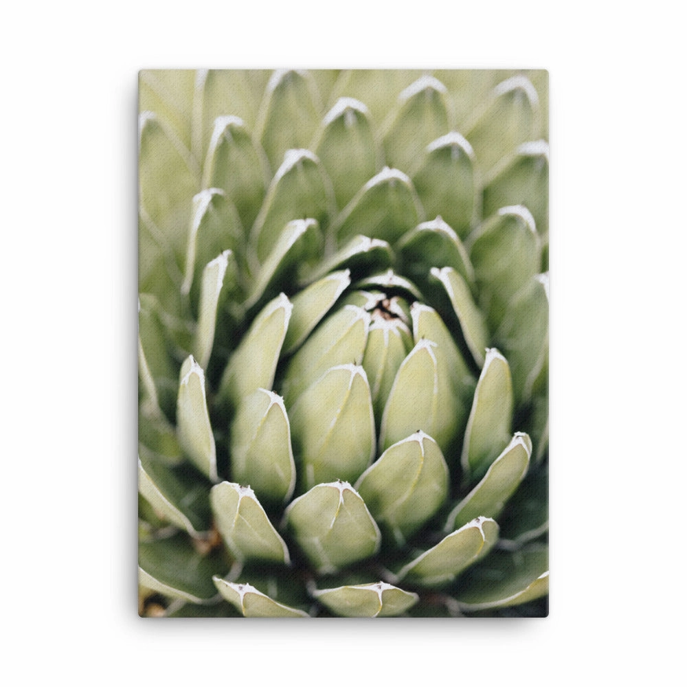 Canvas - Cactus Flower II